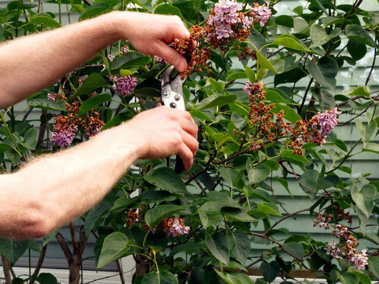 Hands Pruning Flowers