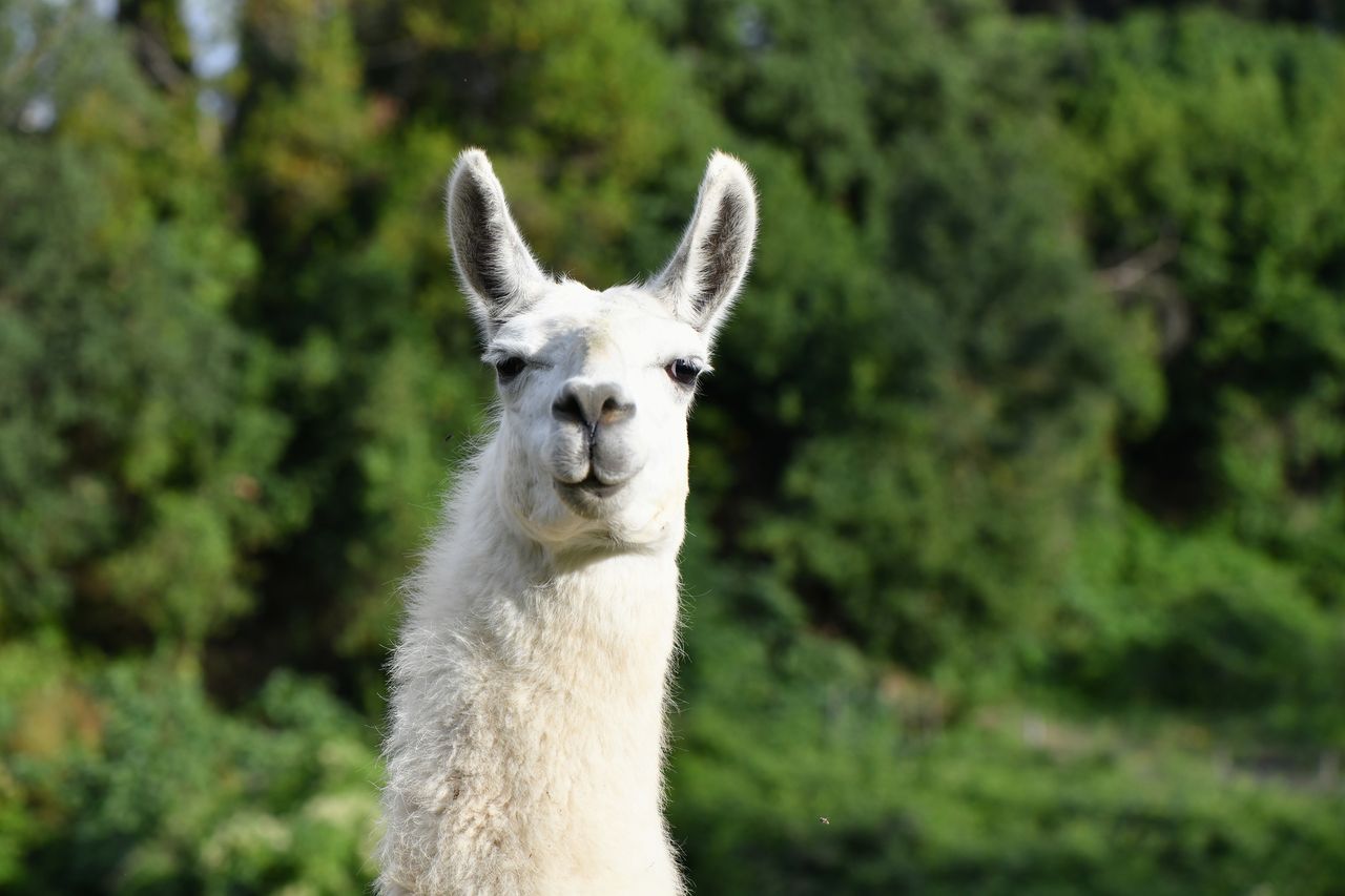 A llama.