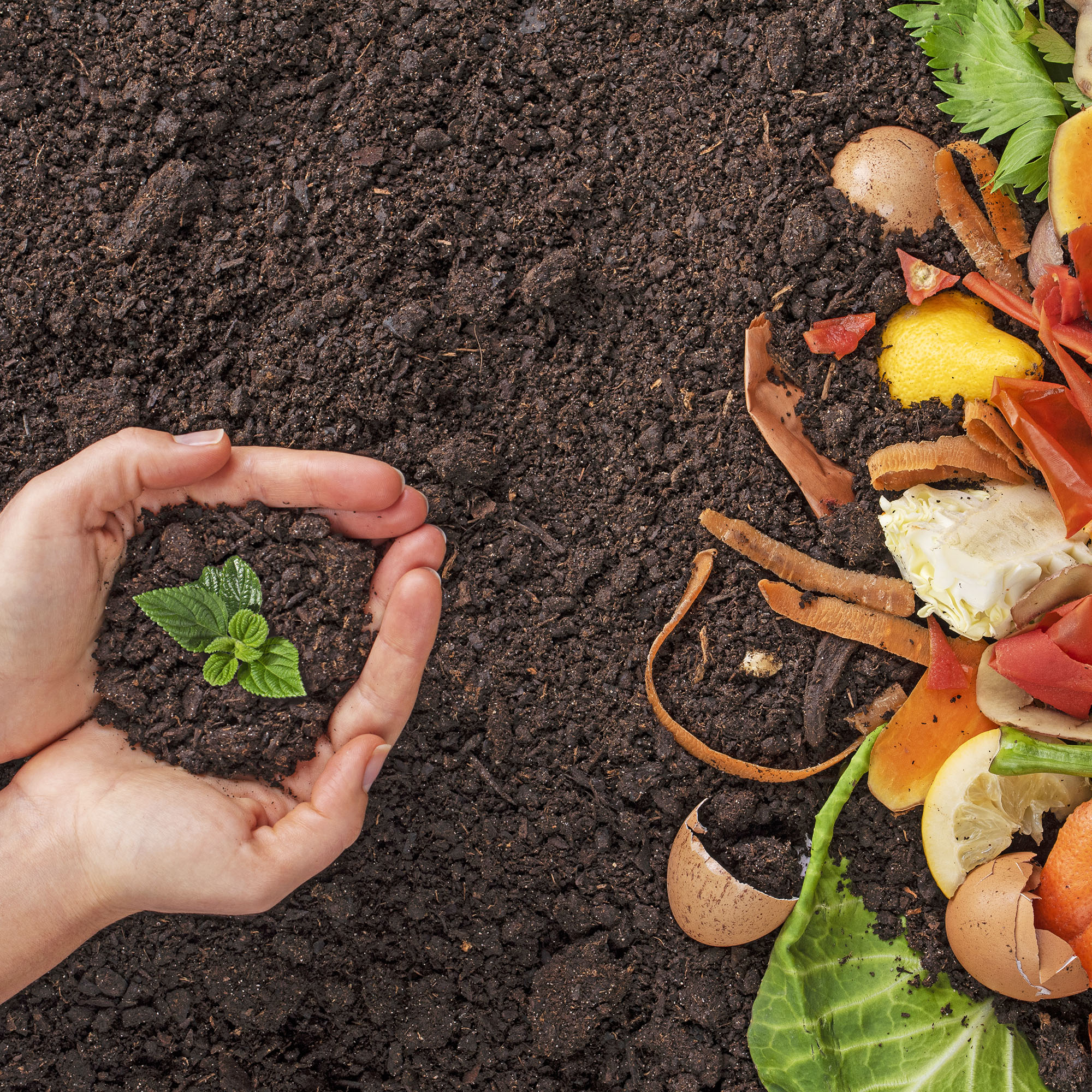 Hands holding a green young plant over soil covered with kitchen scraps