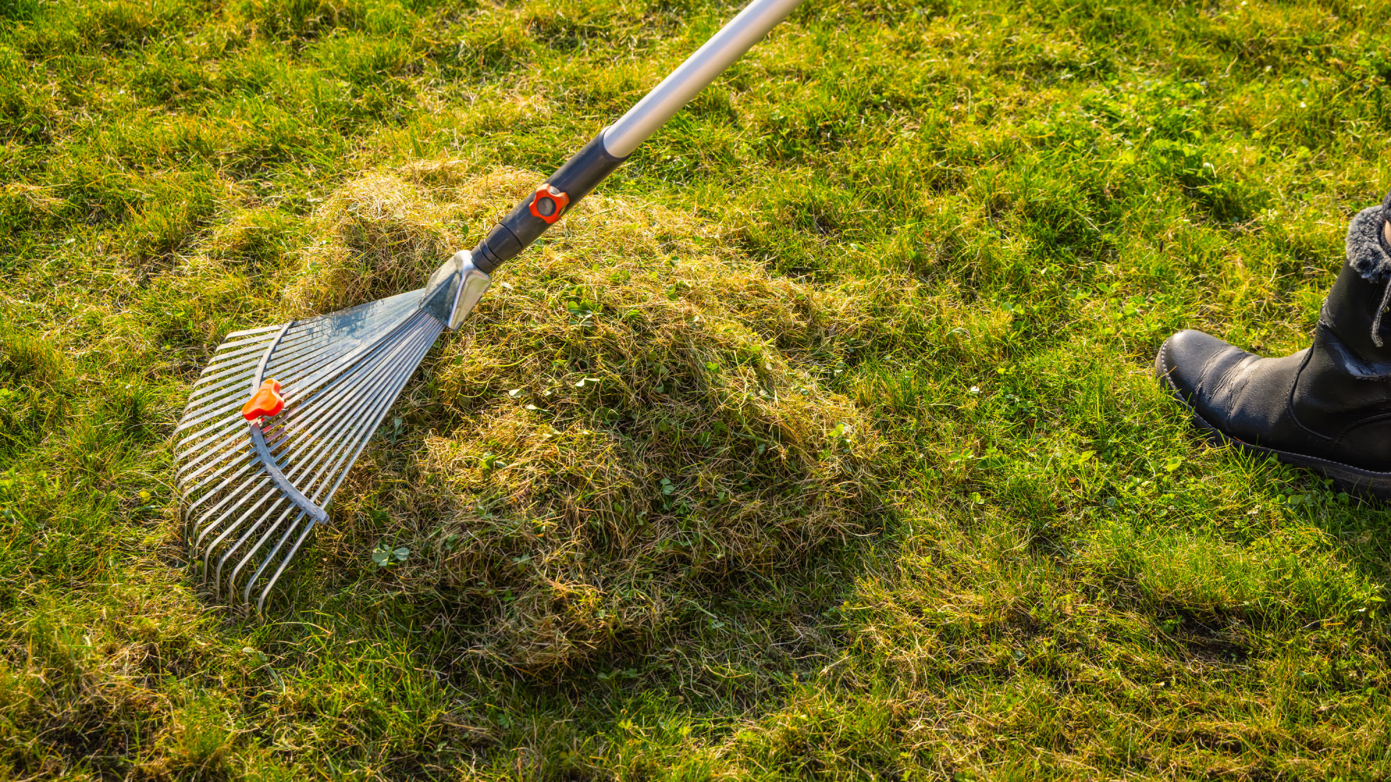 raking thatch in lawn