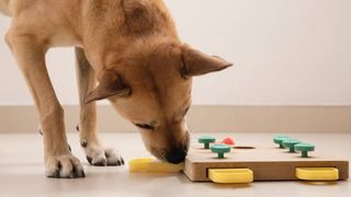 Dog playing with a dog feeding puzzle