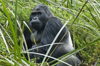 A silverback Eastern Lowland Gorilla in the eastern part of the Democratic Republic of Congo.