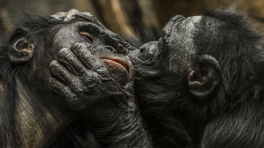 a photo of an ape pressing its lips to another ape&#039;s cheek in a kiss-like behavior