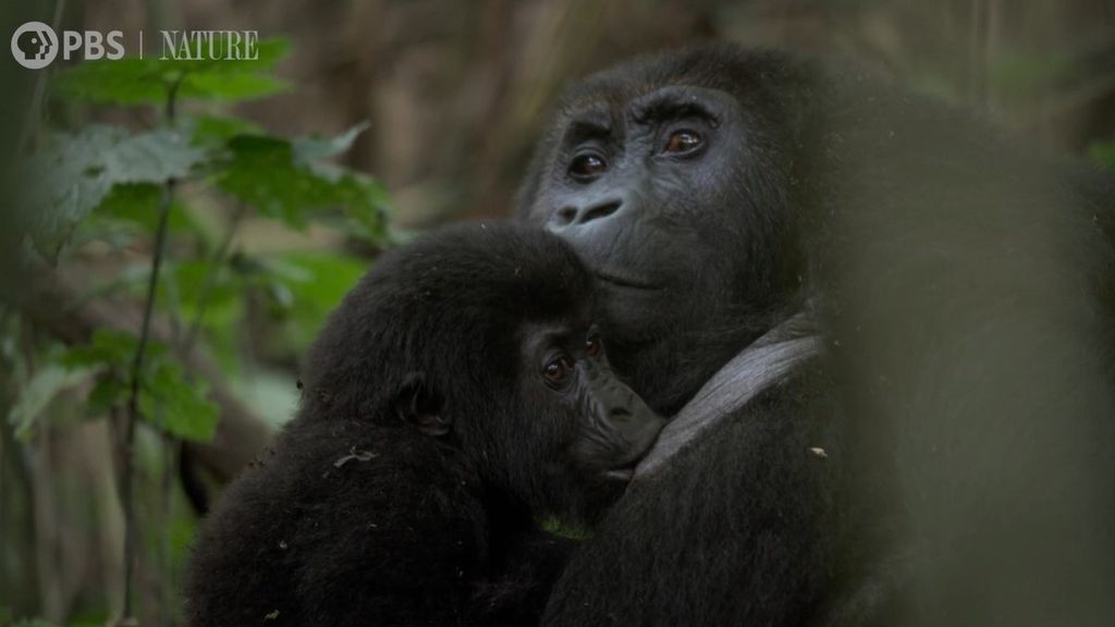 'The simplicity of life just hits you': Watch rare footage of ...