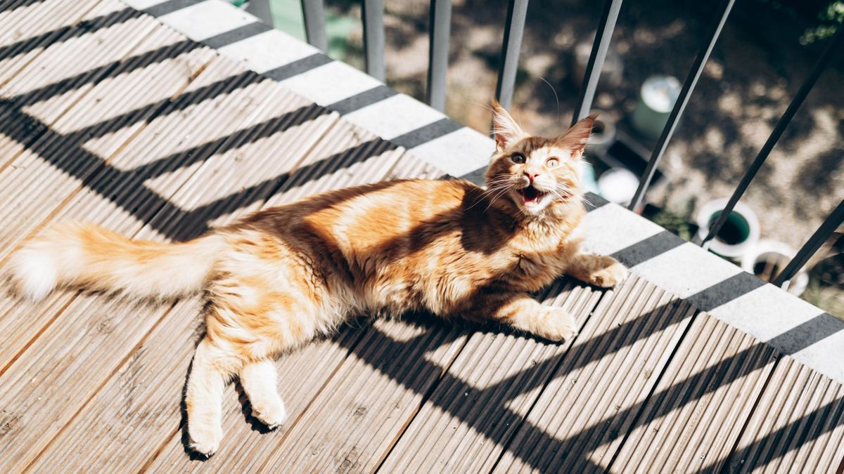 Cat sitting on the deck