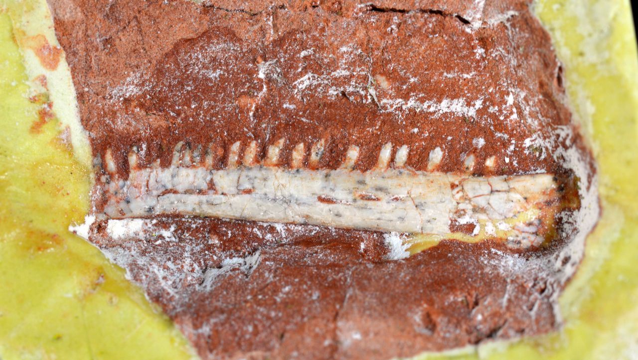 The lower left jawbone of the lagerpetid Ixalerpeton, from the Triassic Santa Maria Sequence of southern Brazil.