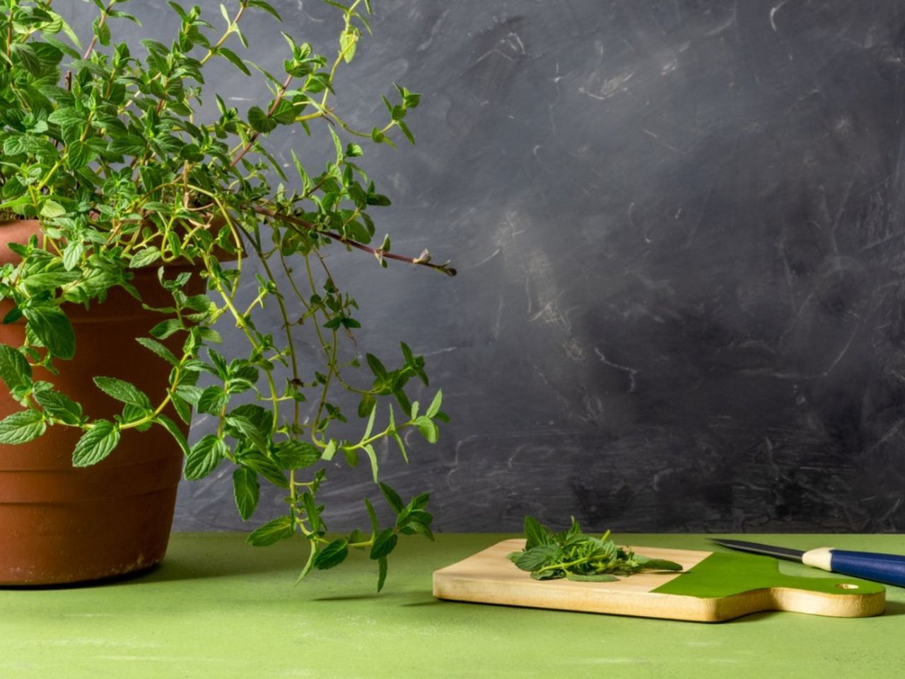 Potted Indoor Mint Plant