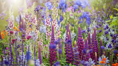 Vibrant cottage garden flowers in the hazy summer sunshine