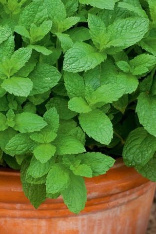 how to grow mint - mint in container