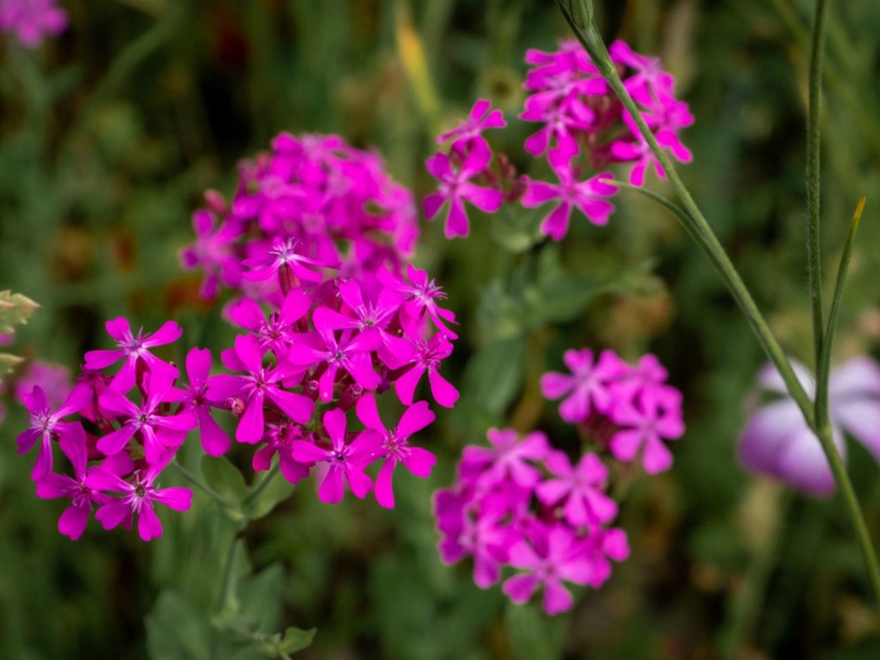 Pink Catchfly Plants