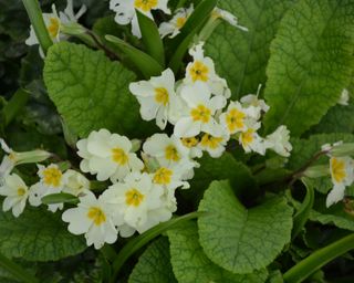 A clump of pale yellow primroses in a garden