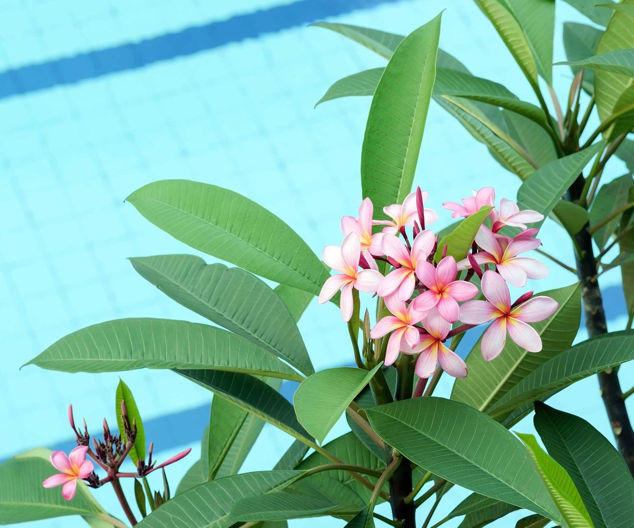 Best plants for around a pool 10 perfect options Homes & Gardens