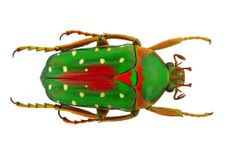christmas bug