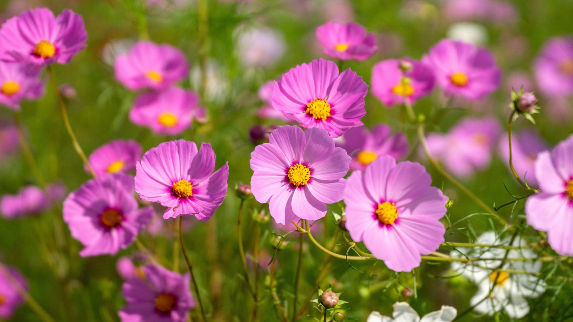 Cosmos flowers in a field