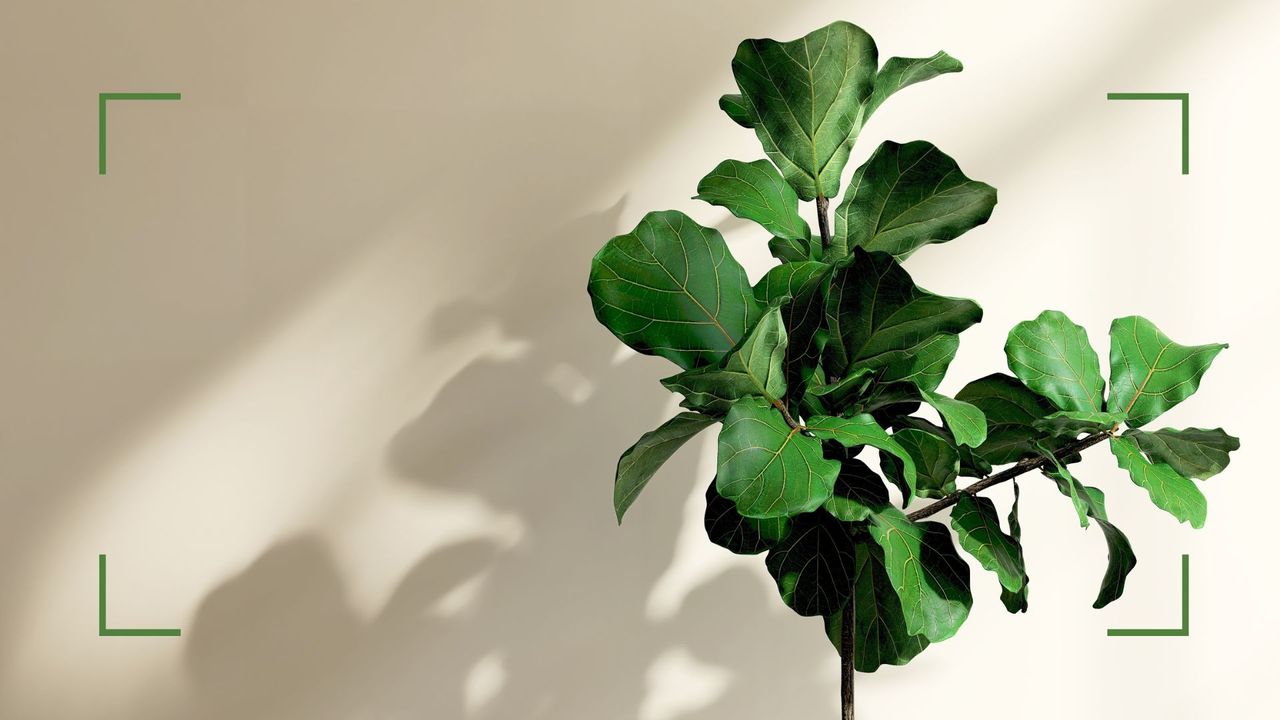 picture of a fiddle leaf fig with a corner border around it to support an expert guide on how to care for a fiddle leaf fig