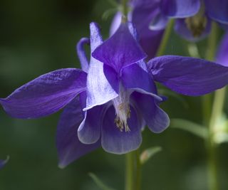 Purple columbine flower