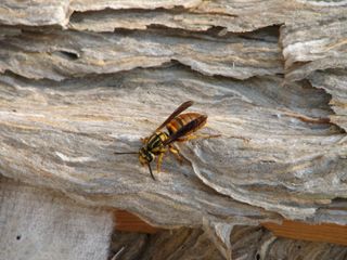 Yellow jackets are a type of wasp.
