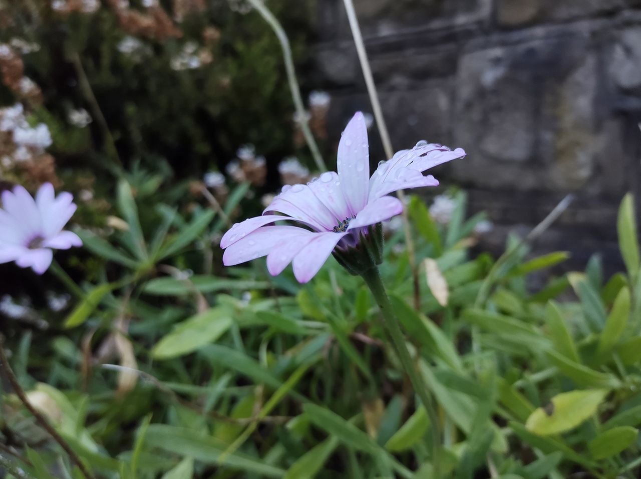 Moto G9 Plus camera sample