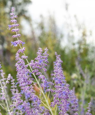 Russian sage in bloom