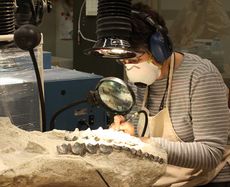 Lynn Russo working on Brontothere skull