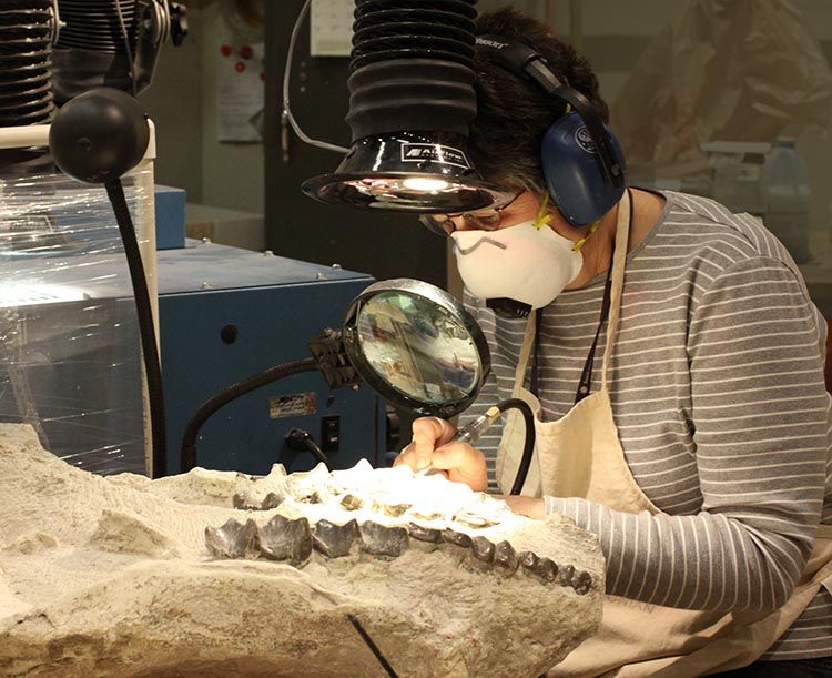 Lynn Russo working on Brontothere skull