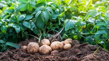 Potatoes growing in a garden