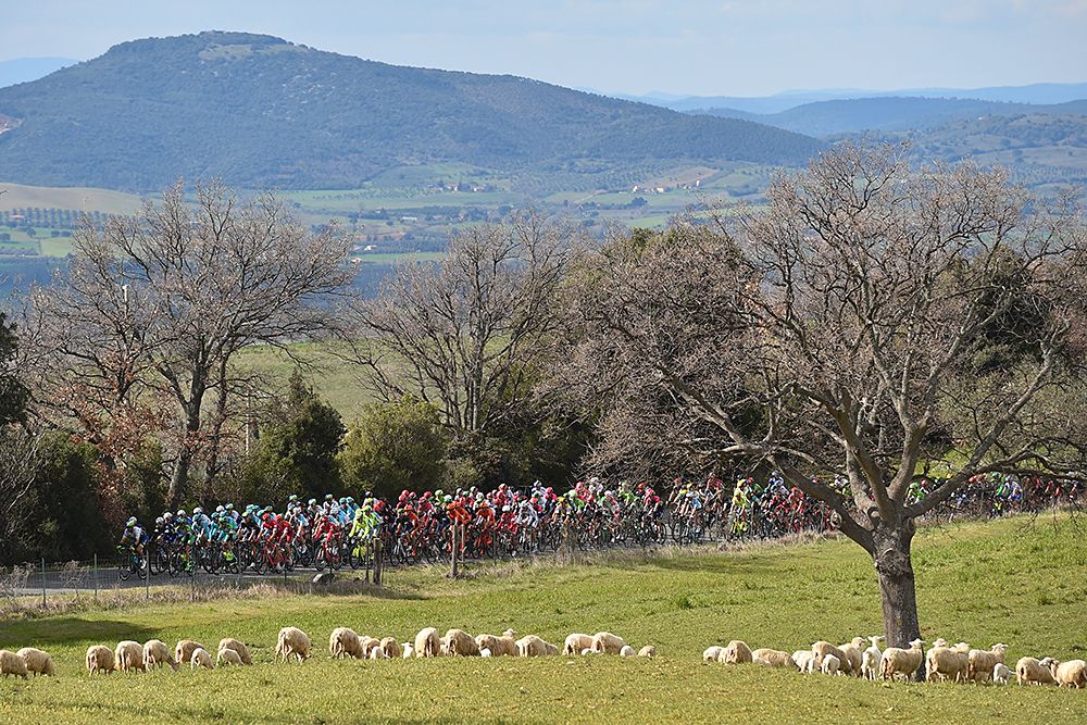The sheep watch the peloton go past