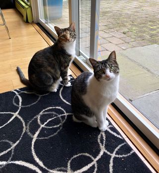 Studio pets: Layla and Lexi