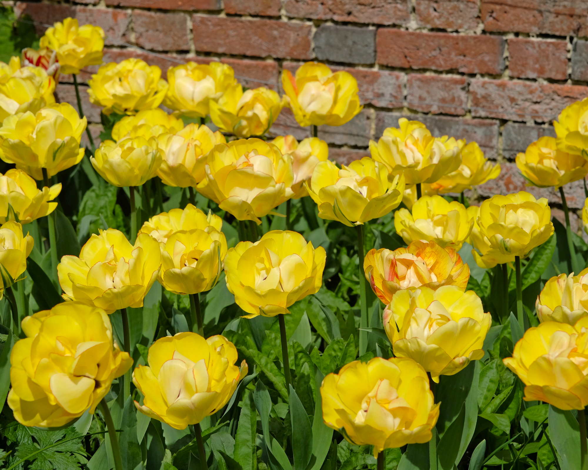 akebono tulips against a brick wall