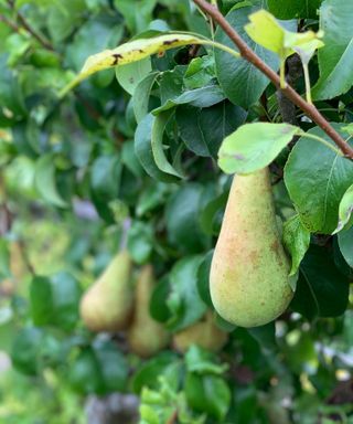 pears growing on a tree