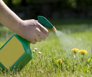 Spraying dandelion weeds on a lawn