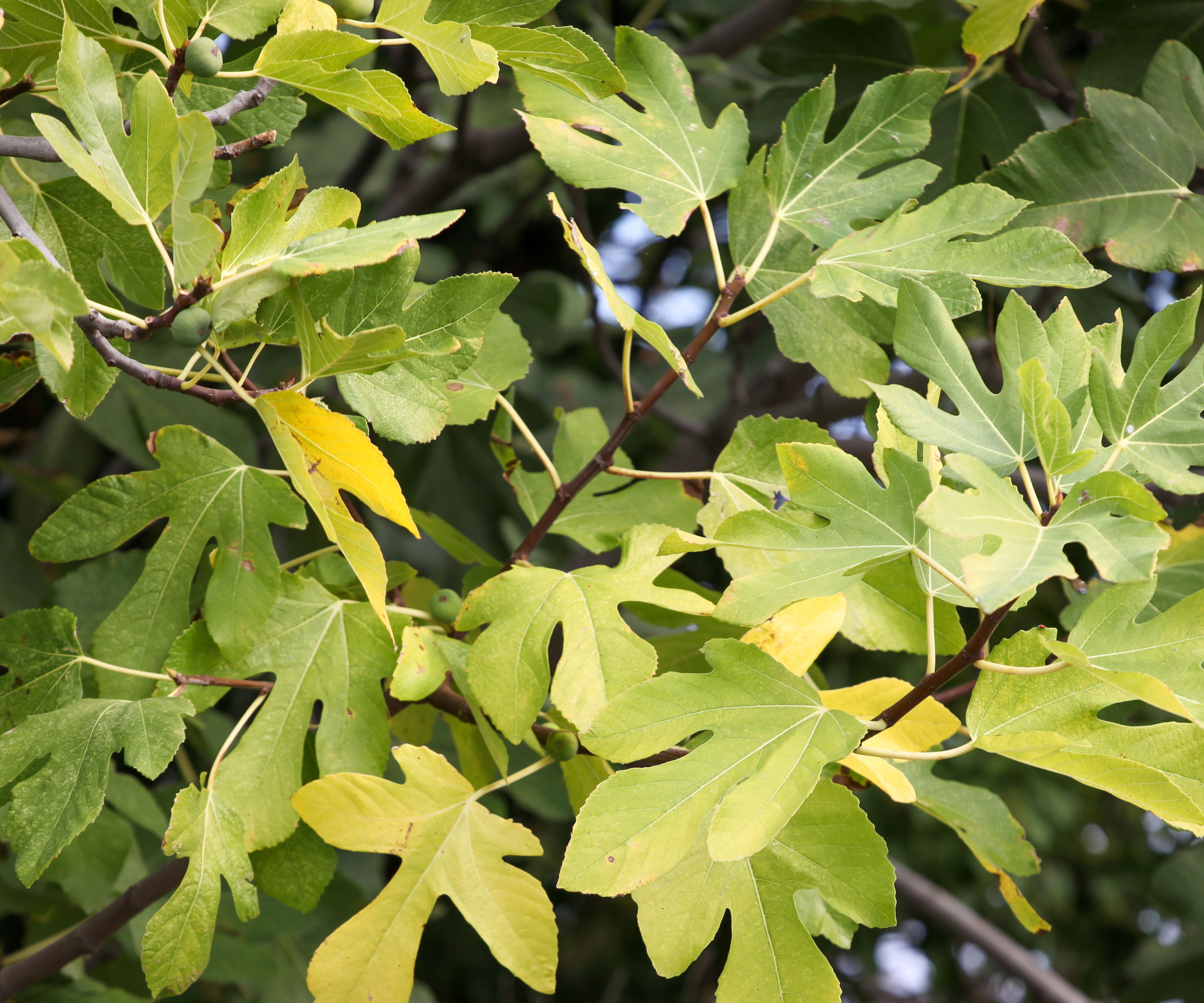 yellow fig leaves on large fig tree