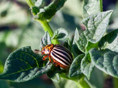 Colorado Potato Beetle On A Plant