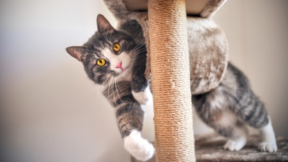 Why do cats need a scratching post? | PetsRadar