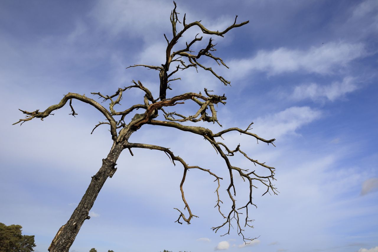 Sigma 16mm F1.4 DC DN Contemporary image gallery &ndash; a dead tree in front of a blue sky