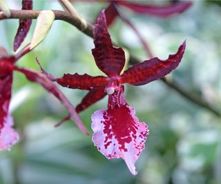 Oncostele Midnight Miracles orchid