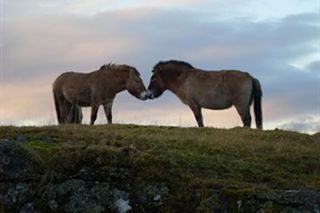 przewalski's horses, critically endangered species