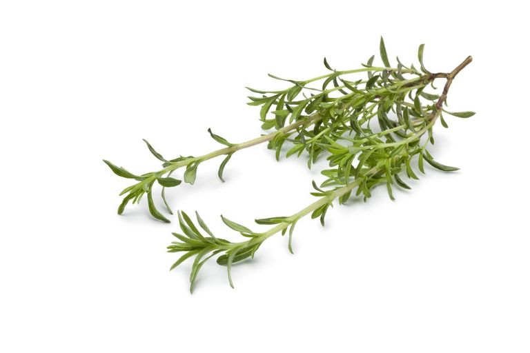 Harvesting Savory Herbs: Learn When And How To Harvest Savory ...