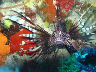 Lionfish, which generally grow to between 12 and 15 inches (30 to 38 centimeters) long, sport venomous spines on their bodies.