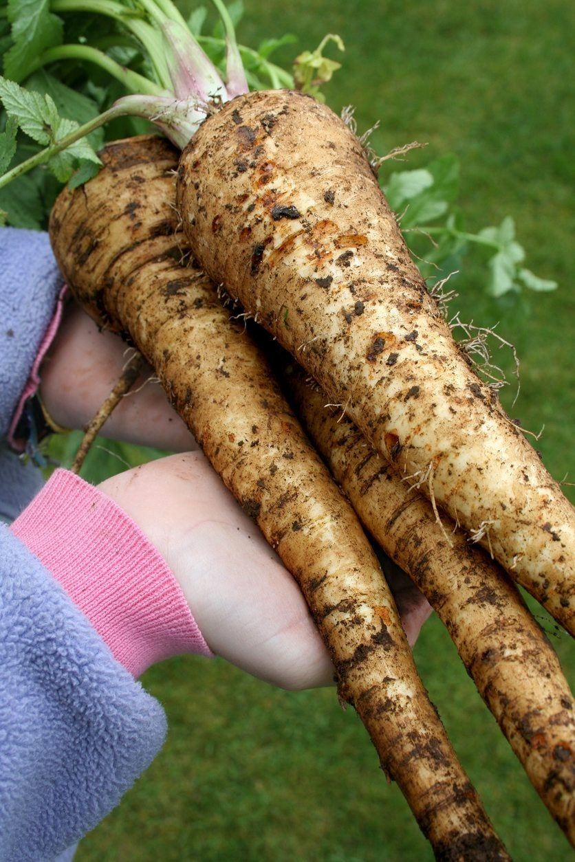 straight parsnips