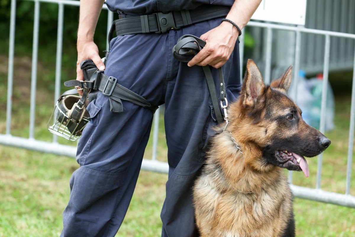 A German shepherd with a policeman.