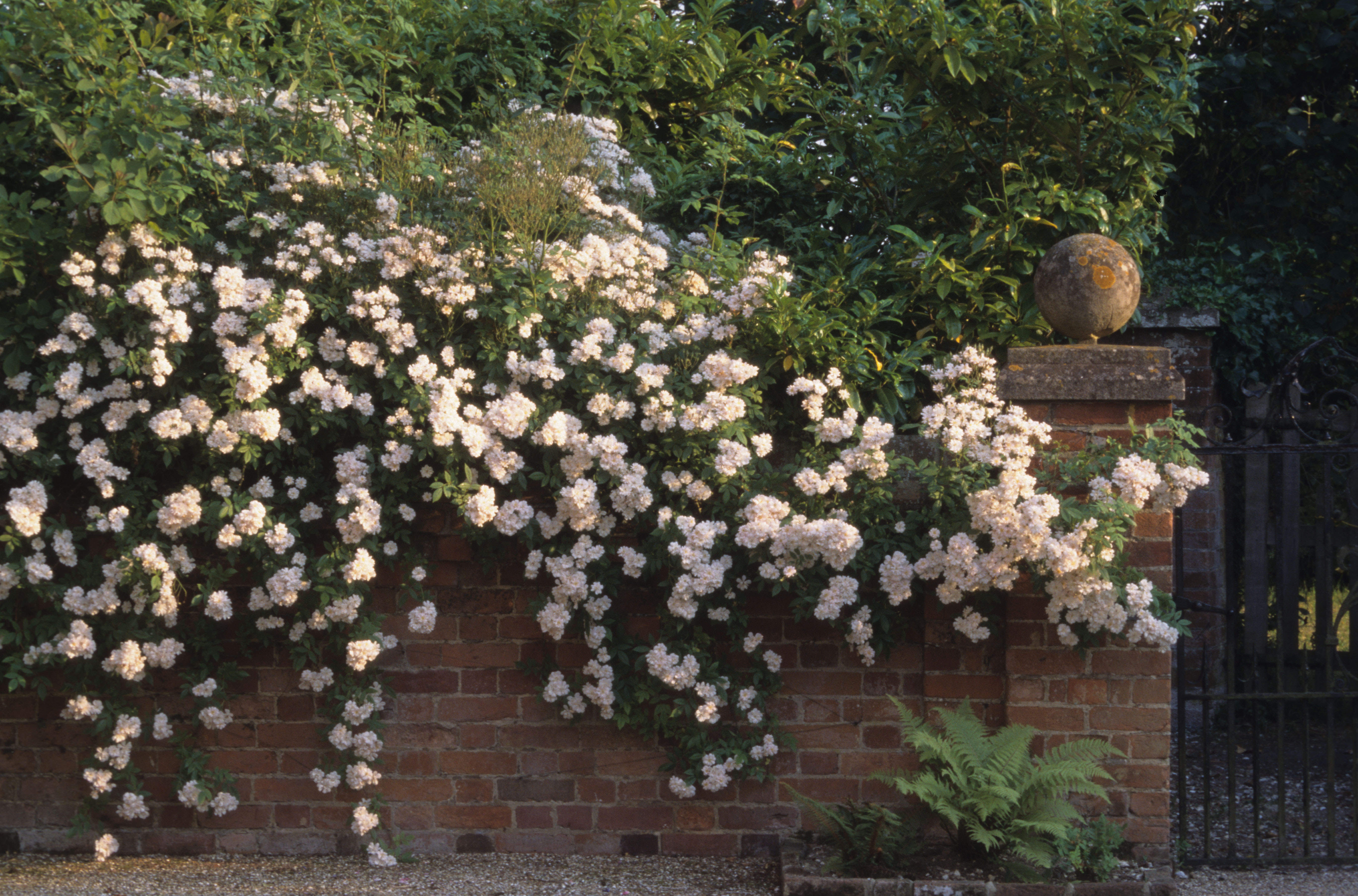 Climbing white rose growing over a brick wall with a black wrought iron gate to the right hand side