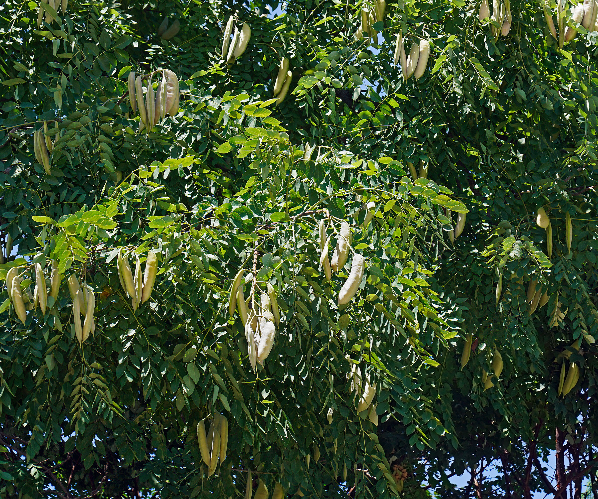 Kentucky coffeetree