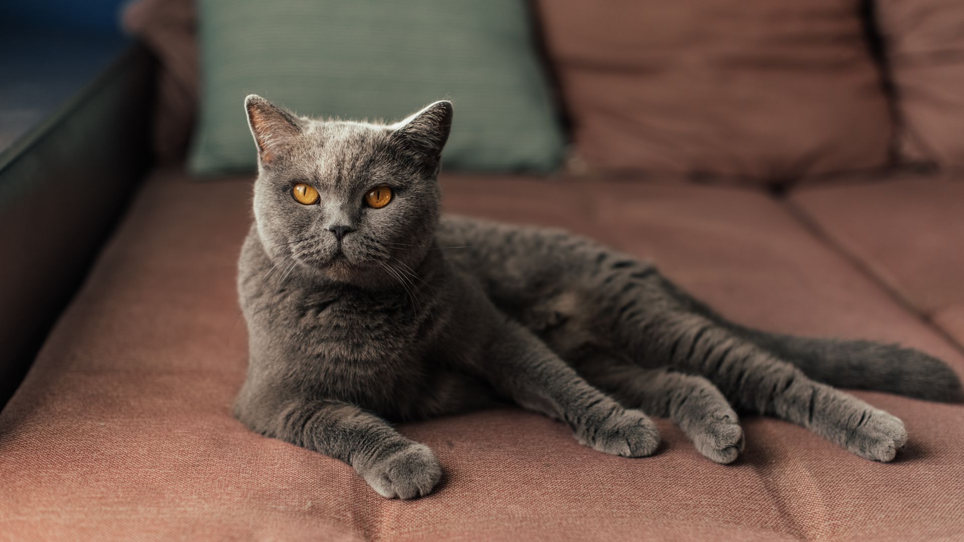 British Shorthair cat lying down on a sofa