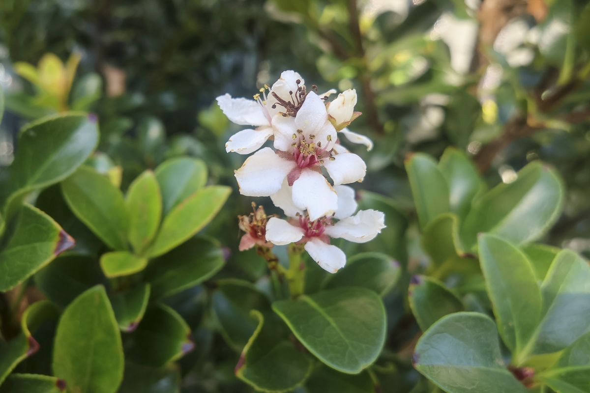 Closeup of flowers