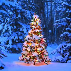 A lit Christmas tree in the snowy woods