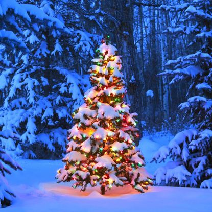 A lit Christmas tree in the snowy woods