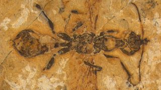 The fossilised hell ant.