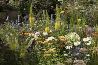 yellow, orange and blue flower combinations in a garden