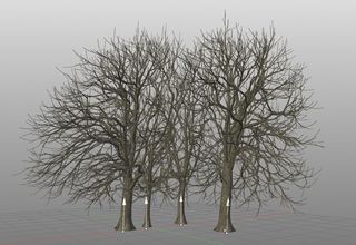 Realistic 3D trees